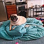 pug, dog, blanket, couch, plush_toy, kitchen, stove, refrigerator, cabinet, countertop, can, chair, home_interior, pet, smiling, indoor, furniture, cozy, relaxed, domestic
