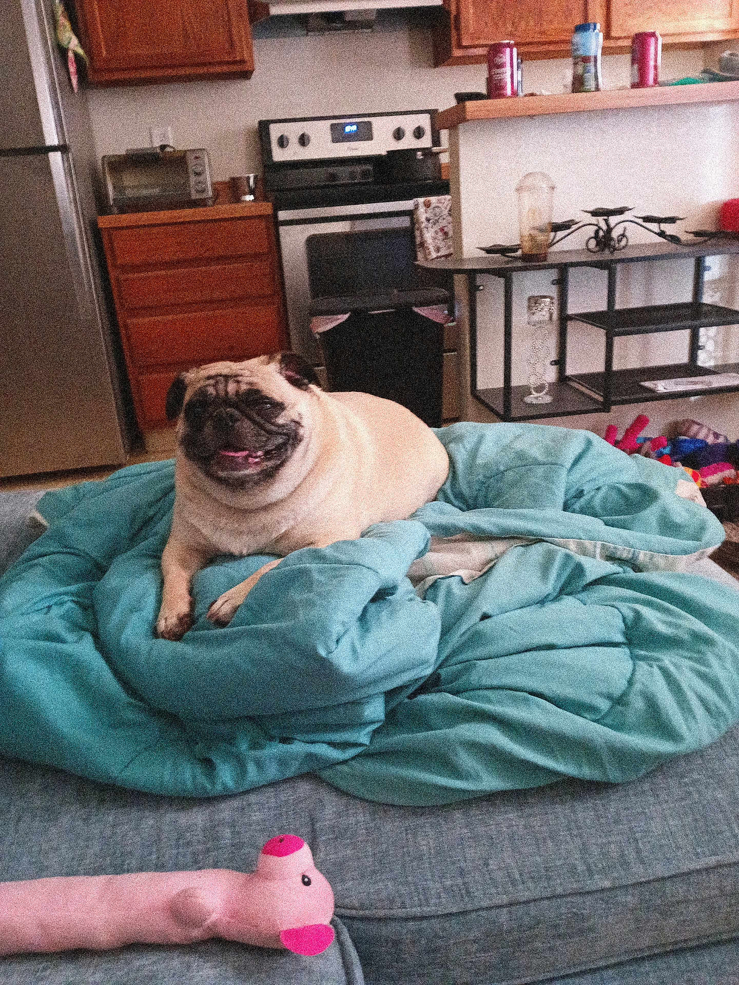 Pumpkin joined the competition — help win amazing prizes! pug, dog, blanket, couch, plush_toy, kitchen, stove, refrigerator, cabinet, countertop, can, chair, home_interior, pet, smiling, indoor, furniture, cozy, relaxed, domestic