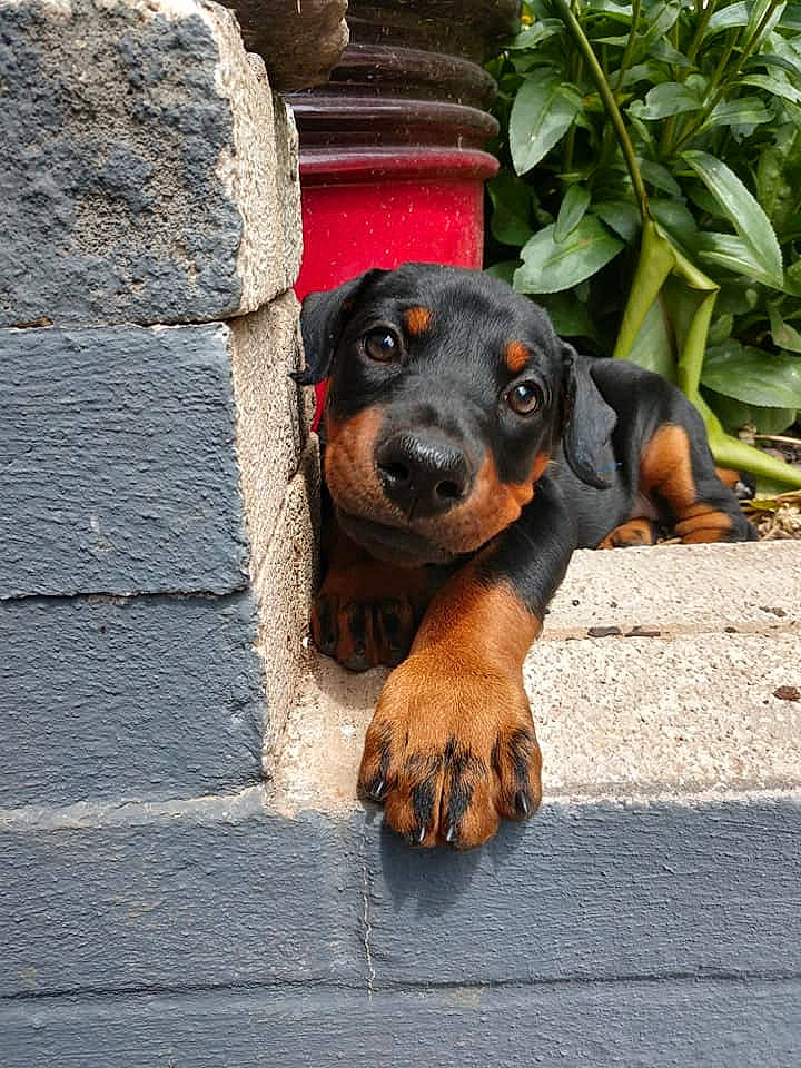 Voodoo is registered to the contest to win money with this photo: brick, brickwork, canidae, carnivore, companion_dog, dachshund, dog, dog_breed, hound, hunting_dog, liver, mammal, paw, pet_supply, scent_hound, snout, sporting_group, stone_wall, tan, working_animal