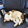 Minou a rejoint le concours — aidez-le/la à gagner de superbes lots ! black, brown, cat, chair, cozy, curled_up, domestic_animal, feline, fur, indoor, napping, office_chair, paw, pet, quiet, relaxed, resting, sleeping, striped_tail, white