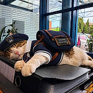 Minou participe au concours pour gagner de l'argent avec cette photo : cat, sleeping, costume, beret, backpack, binder, office, window, plants, indoor, resting, feline, desk, school, uniform, nap, paws, cute, relaxed, daylight