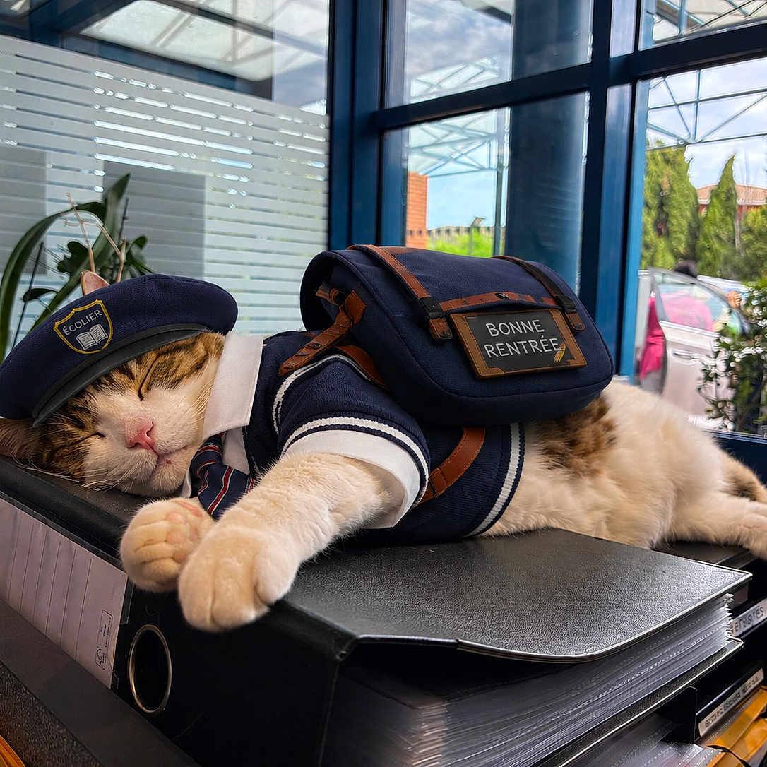 Minou participe au concours pour gagner de l'argent avec cette photo : cat, sleeping, costume, beret, backpack, binder, office, window, plants, indoor, resting, feline, desk, school, uniform, nap, paws, cute, relaxed, daylight