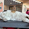 animal, brown, calm, cat, clinic, counter, flower, fur, hospital, indoor, orchid, paw, pet, pink_nose, plant, reception, relaxation, rest, sleeping, white