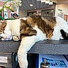 blurred_background, cat, clock, countertop, document, door, flower, indoor, light, office, orchid, paw, person, plant, reception, relaxed, sleeping, tabby_cat, wall, white_cat