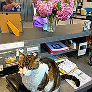 Minou participe au concours pour gagner de l'argent avec cette photo : cat, conversation, counter, desk, elderly, elevator, flower_bouquet, flowers, folders, furniture, glasses, gray_hair, indoor, office, papers, people, pointing, tabby_cat, telephone, vase