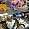 cat, conversation, counter, desk, elderly, elevator, flower_bouquet, flowers, folders, furniture, glasses, gray_hair, indoor, office, papers, people, pointing, tabby_cat, telephone, vase