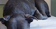 Tess participe au concours pour gagner de l'argent avec cette photo : dog, black_dog, pet, animal, sleeping, sitting, chair, indoor, home, dining_room, furniture, white_chair, tile_floor, portrait, hanging_head, relaxed, short_hair, ears, funny, photography