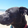 animal_portrait, beach, black_dog, blue_harness, close_up, collar, daylight, dog, harness, ocean, outdoor, pet, red_collar, sand, seaside, shiny_fur, shoreline, side_profile, sky, wet_fur
