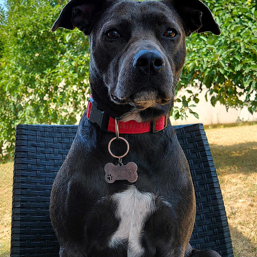 Tess