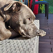 Tess a rejoint le concours — aidez-le/la à gagner de superbes lots ! backyard, brown_coat, chair, deck, dog, floppy_ears, furniture, hedge, lounger, lying_down, outdoor, patio, paw, pet, profile, resting, sleeping, snout, sunlight, woven_texture
