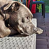 backyard, brown_coat, chair, deck, dog, floppy_ears, furniture, hedge, lounger, lying_down, outdoor, patio, paw, pet, profile, resting, sleeping, snout, sunlight, woven_texture