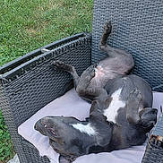 Tess a rejoint le concours — aidez-le/la à gagner de superbes lots ! dog, pet, canine, upside_down, lying_down, relaxed, playful, tongue, paws, belly_up, black_and_white, chair, patio, outdoor, lawn, garden, cushion, wicker_furniture, deck, sunlight