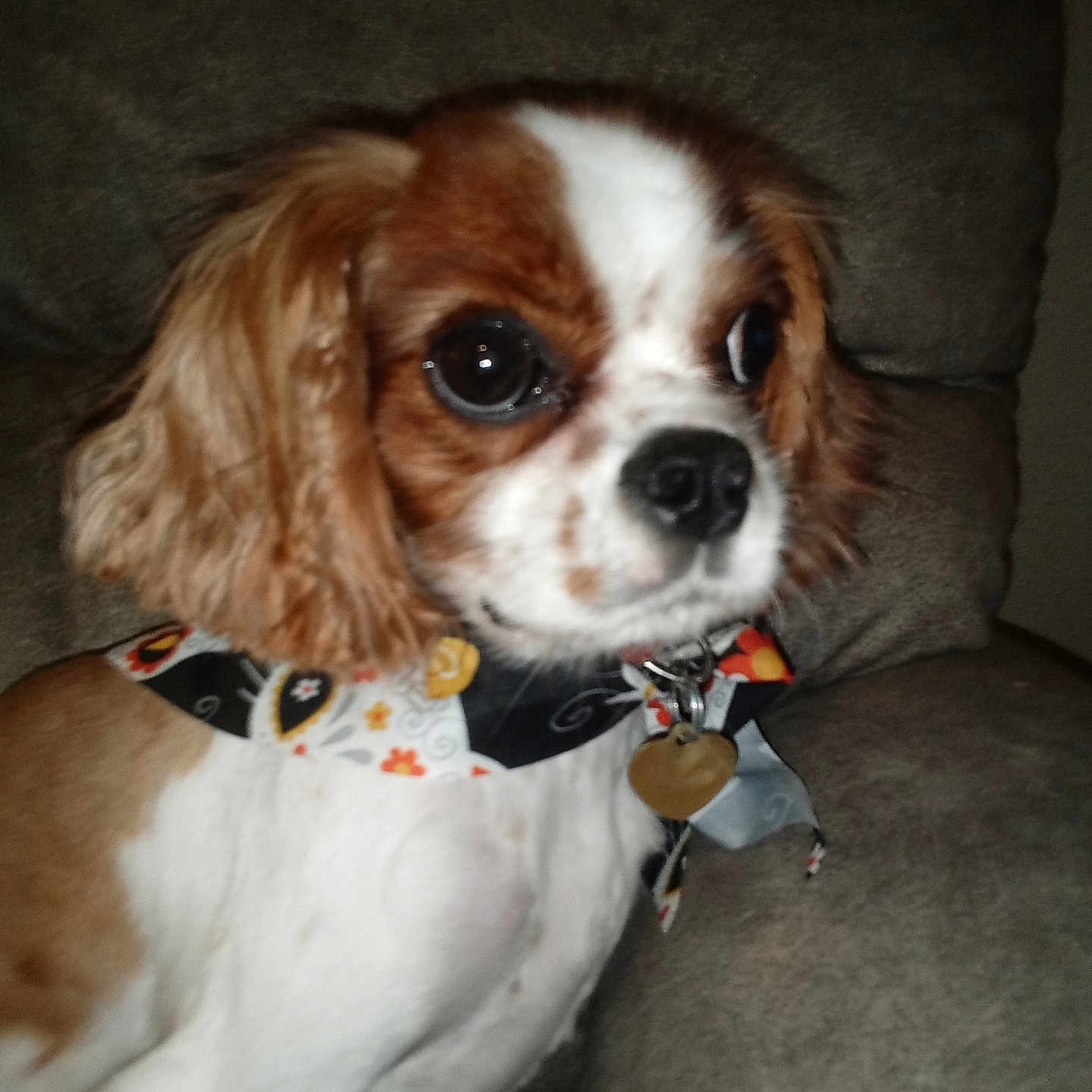 Bonnie is registered to the contest to win money with this photo: accessories, animal, beagle, bowtie, canine, chair, cockerspaniel, collar, couch, cushion, dog, formalwear, furniture, homedecor, hound, papillon, pet, puppy, strap, tie