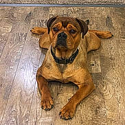 Chowder joined the competition — help win amazing prizes! alert, animal, brown_dog, canine, collar, companion, cute, dog, domestic_animal, ears, floor, fur, indoors, laying_down, looking_at_camera, mammal, paws, pet, pet_collar, wooden_floor