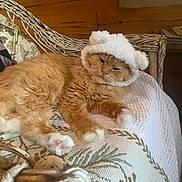Milo is registered to the contest to win money with this photo: cat, orange_cat, fluffy, hat, white_hat, bear_ears, couch, patterned_couch, paws, pink_paw_pads, wooden_wall, wicker_furniture, relaxed, indoor, pet, feline, cozy, resting, cute, animal
