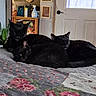 cats, black_cats, felines, pets, animals, sleeping, cuddling, group, bed, bedspread, floral_pattern, indoors, bedroom, home, resting, fur, ears, whiskers, relaxed, cute