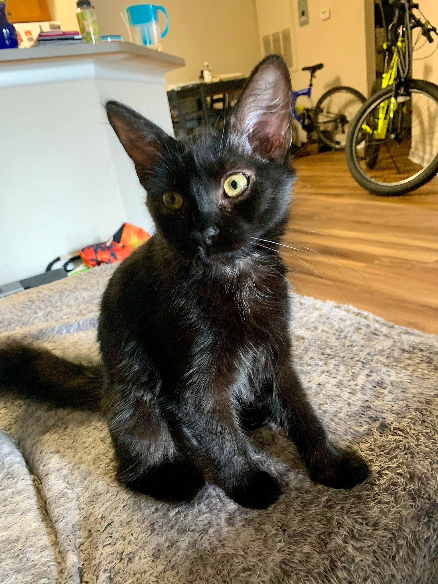 Charly joined the competition — help win amazing prizes! bicycle, bicycle_frame, bicycle_handlebar, bicycle_tire, bicycle_wheel, bicycle_wheel_rim, black_cat, bombay, carnivore, cat, domestic_short_haired_cat, felidae, flooring, fur, small_to_medium_sized_cats, snout, tail, tire, wheel, whiskers