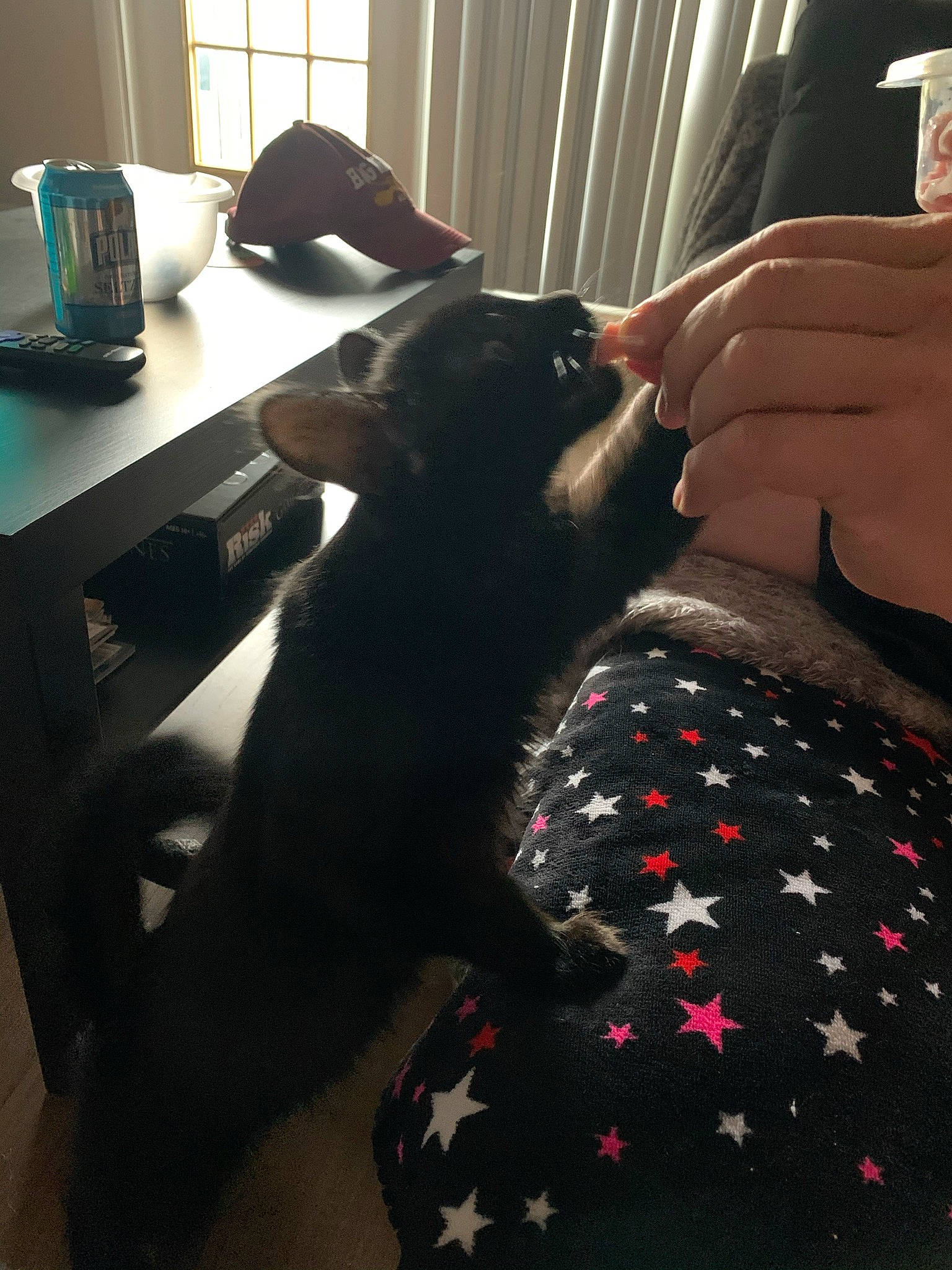 Charly is registered to the contest to win money with this photo: black, black_hair, carnivore, comfort, companion_dog, couch, dog, dog_breed, elbow, finger, gesture, houseplant, human_leg, lap, light, room, tableware, thigh, whiskers, wrist