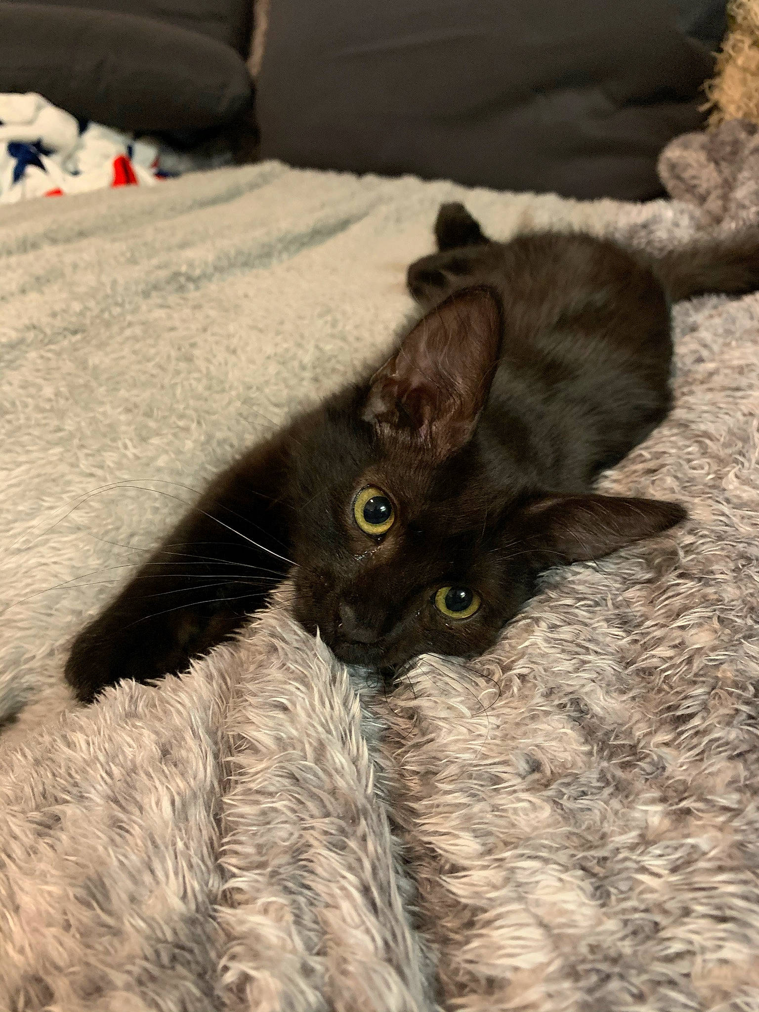 Charly joined the competition — help win amazing prizes! black_cat, carnivore, cat, cat_toy, claw, comfort, domestic_short_haired_cat, fawn, felidae, fur, grey, havana_brown, paw, plant, sand, small_to_medium_sized_cats, snout, tail, terrestrial_animal, whiskers