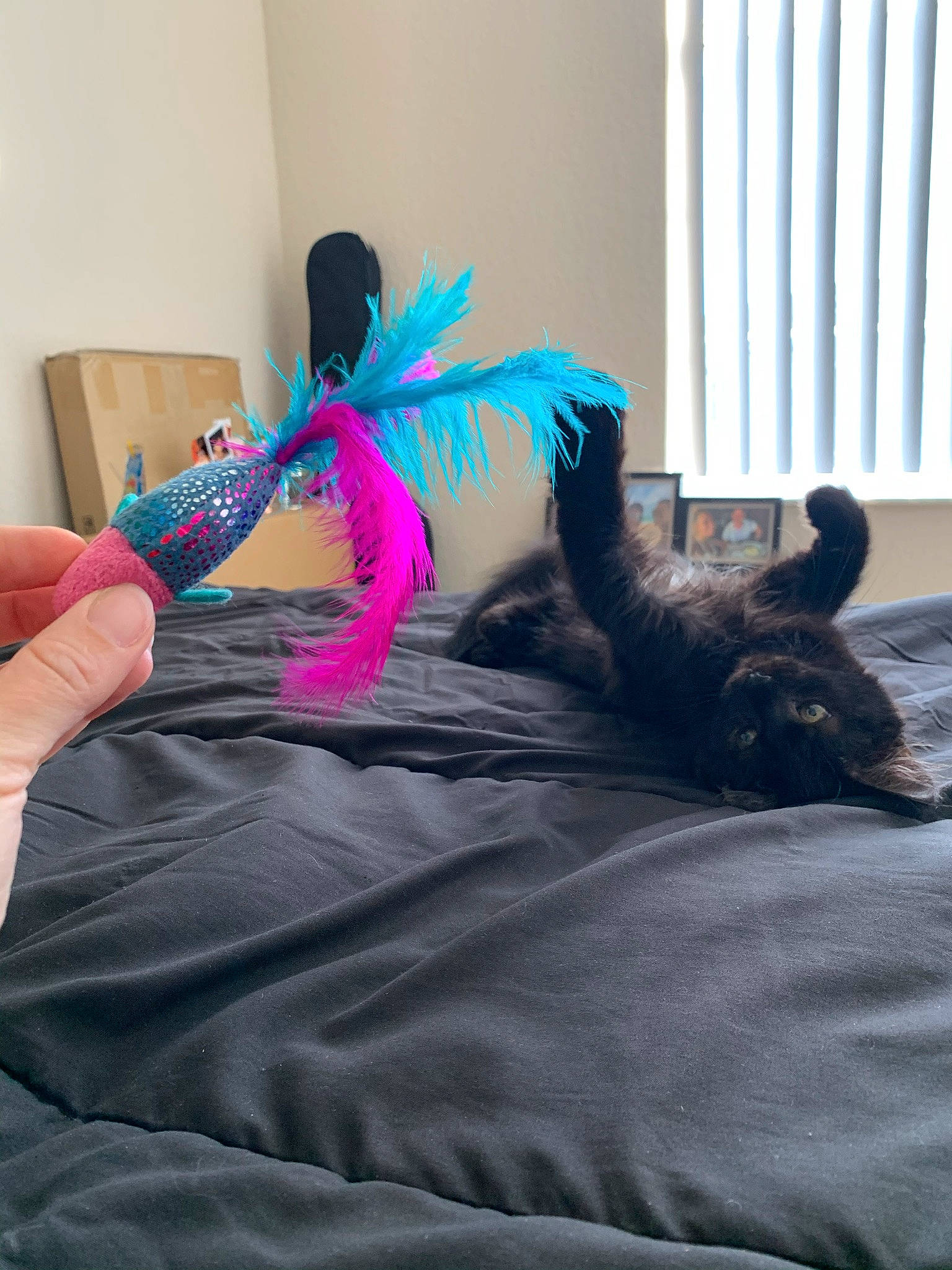 Charly is registered to the contest to win money with this photo: bed, bed_sheet, bedding, bedroom, comfort, electric_blue, fashion_accessory, feather, flooring, human_leg, insect, linens, magenta, purple, sportswear, tail, textile, thigh, toy, wing