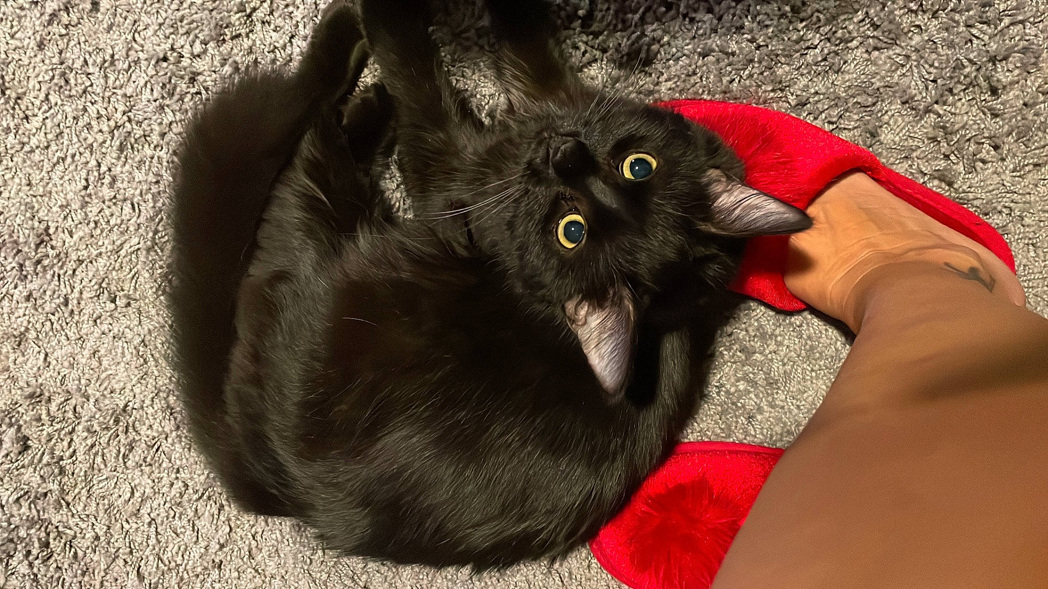 Charly is registered to the contest to win money with this photo: black_cat, bombay, carnivore, cat, claw, comfort, dog_breed, domestic_short_haired_cat, felidae, foot, fur, gesture, grey, human_leg, paw, small_to_medium_sized_cats, snout, tail, terrestrial_animal, whiskers