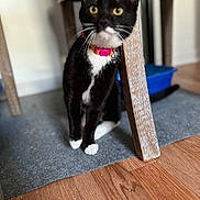 Midna joined the competition — help win amazing prizes! animal, black_and_white, carpet, cat, chair_leg, collar, curious, domestic, feline, floor, fur, home, indoor, litter_box, pet, small, whiskers, wooden_floor, yellow_eyes, young
