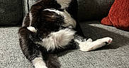 Midna joined the competition — help win amazing prizes! cat, tuxedo_cat, pet, animal, indoor, couch, furniture, relaxed, sitting, black_and_white, fur, tail, whiskers, paw, red_cushion, texture, portrait, looking_at_camera, home, cozy