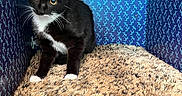 Midna joined the competition — help win amazing prizes! animal, black_and_white, blanket, cat, cozy, cubicle, curious, cute, feline, fur, indoor, patterned_wall, pet, plush, resting, sitting, small_space, tuxedo_cat, whiskers, yellow_eyes