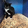Midna joined the competition — help win amazing prizes! cat, tuxedo_cat, animal, pet, indoor, feline, cozy, blanket, plush, patterned_wall, cubicle, black_and_white, whiskers, yellow_eyes, fur, resting, small_space, curious, cute, sitting