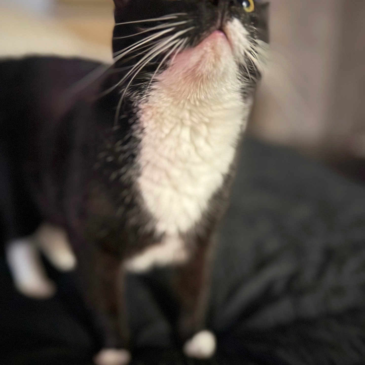 Midna