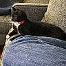 Midna is registered to the contest to win money with this photo: animal, black_and_white, cat, collar, couch, cozy, curious, domestic_animal, feline, fur, furniture, home, indoor, jeans, pet, relaxing, resting, side_view, tuxedo_cat, whiskers