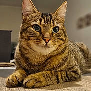 Willy participe au concours pour gagner de l'argent avec cette photo : cat, tabby, feline, pet, animal, whiskers, ears, paws, fur, closeup, indoor, wooden_surface, relaxed, curious, mammal, domestic, portrait, laying_down, brown, striped