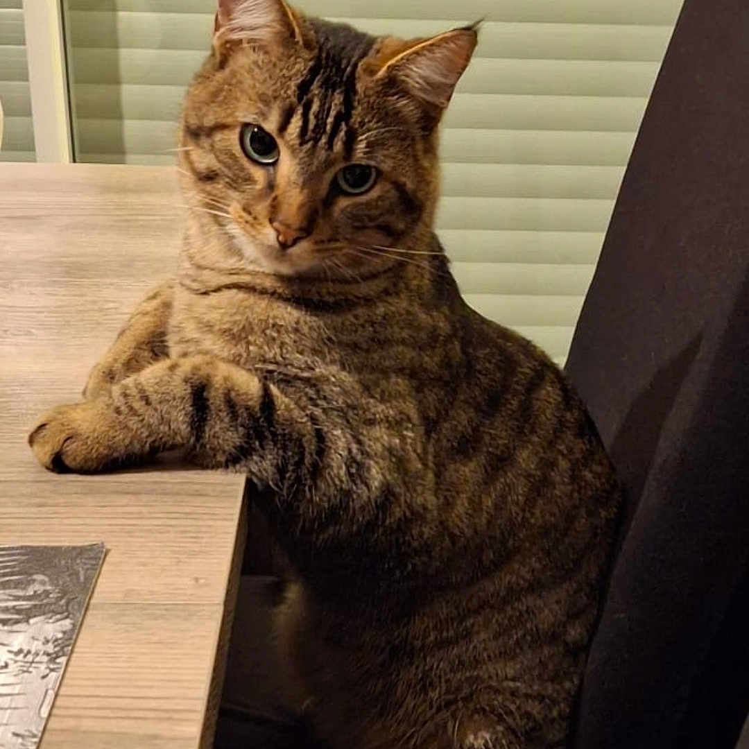Willy a rejoint le concours — aidez-le/la à gagner de superbes lots ! animal, blinds, cat, chair, curious, cute, domestic, feline, furry, indoor, looking, paws, pet, resting, sitting, striped, tabby_cat, table, window, wooden_table