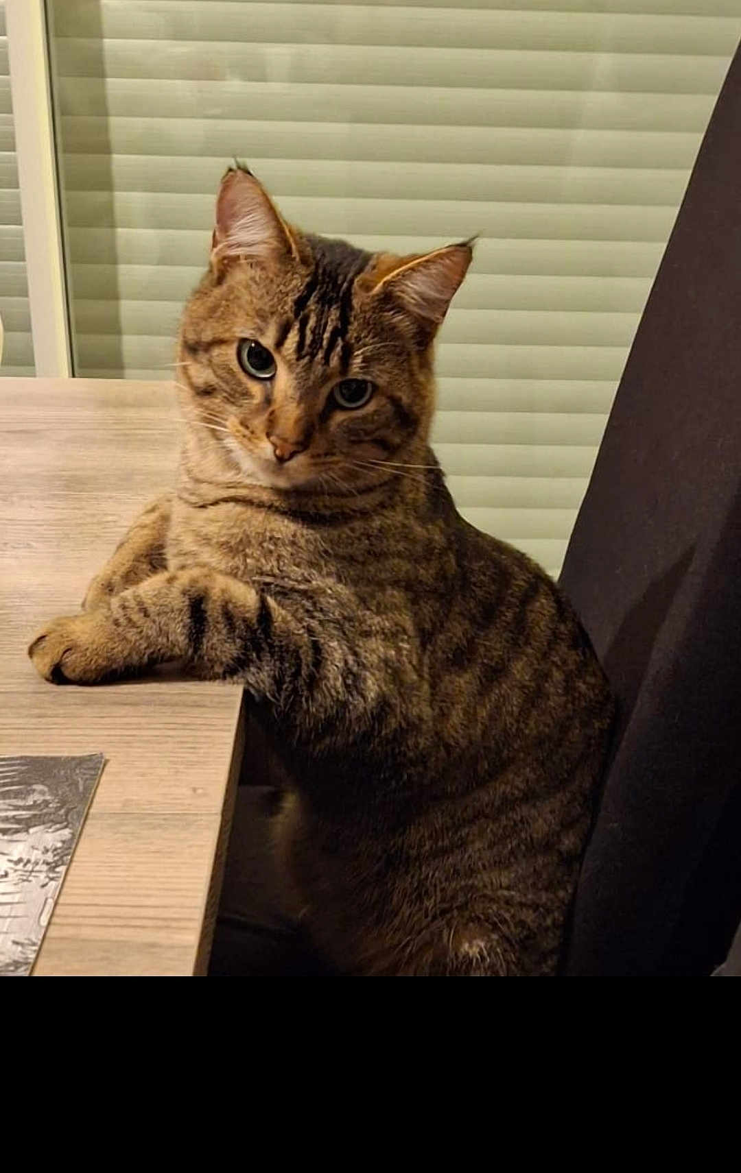 Willy a rejoint le concours — aidez-le/la à gagner de superbes lots ! cat, tabby_cat, feline, pet, indoor, table, chair, wooden_table, window, blinds, curious, resting, paws, sitting, furry, striped, animal, domestic, cute, looking