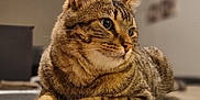 Willy participe au concours pour gagner de l'argent avec cette photo : animal, brown, cat, closeup, cute, domestic, eyes, feline, floor, fur, indoor, laying, mammal, pet, portrait, relaxed, resting, striped, tabby, whiskers