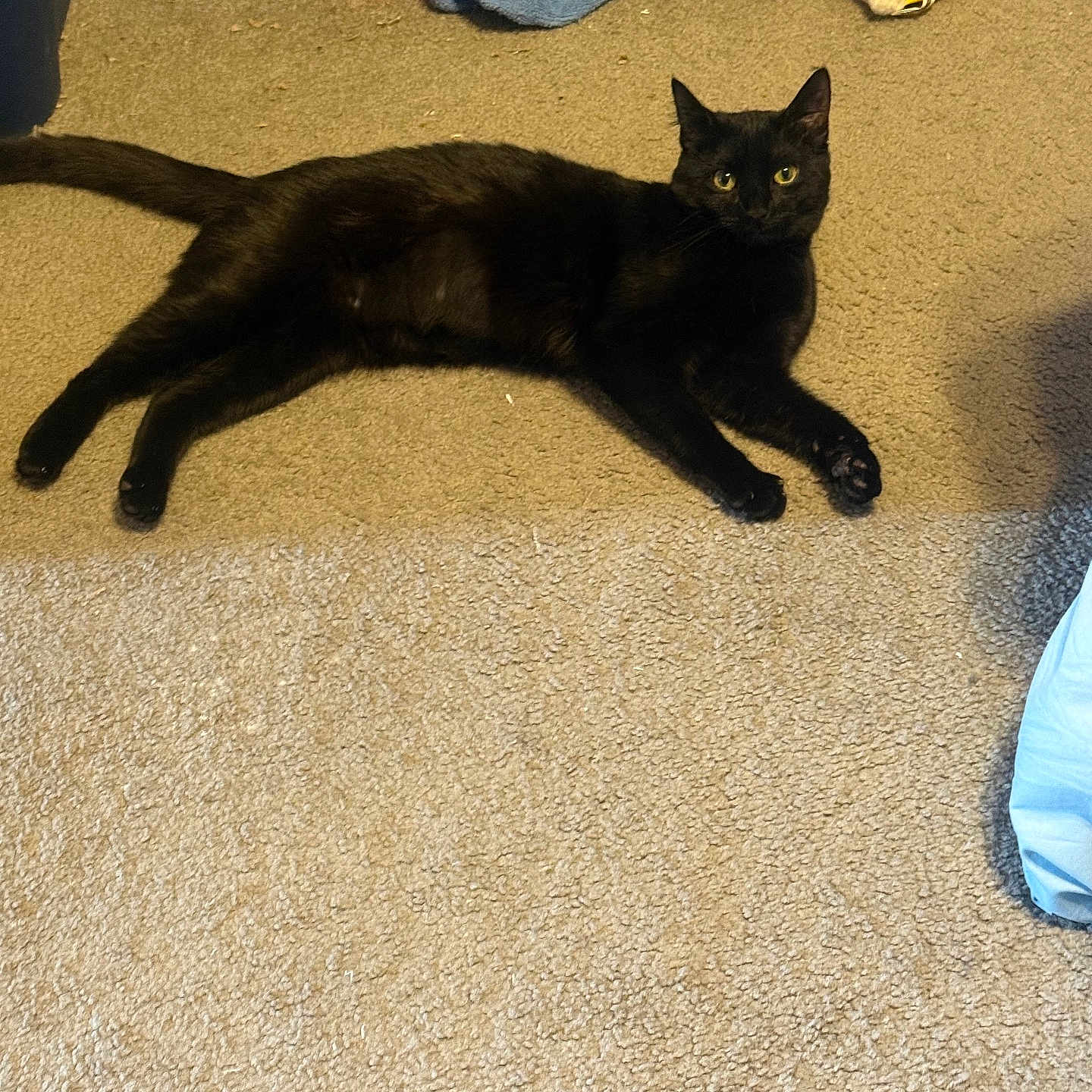 Noire joined the competition — help win amazing prizes! black_cat, cat, carpet, toy, blanket, floor, pet, animal, indoor, feline, relaxed, playful, colorful, curious, cozy, household, domestic, resting, alert, fur