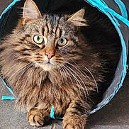 Tico a rejoint le concours — aidez-le/la à gagner de superbes lots ! animal, cat, closeup, curious, cute, domestic_cat, feline, floor, fluffy, fur, green_eyes, indoor, paws, pet, playing, portrait, resting, tabby, tunnel, whiskers