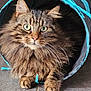 animal, cat, closeup, curious, cute, domestic_cat, feline, floor, fluffy, fur, green_eyes, indoor, paws, pet, playing, portrait, resting, tabby, tunnel, whiskers