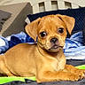 Ruby is registered to the contest to win money with this photo: animal, bed, blanket, cozy, cute, dog, domestic_animal, ears, eyes, fur, indoor, lying_down, nose, paw, pet, puppy, resting, small, tan, young