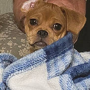 Ruby is registered to the contest to win money with this photo: animal, bedroom, blanket, blue_blanket, brown_dog, closeup, comfort, cozy, cuddly, dog, face, furniture, indoor, person, pet, relaxing, resting, sleeping_person, toy, warm