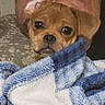 animal, bedroom, blanket, blue_blanket, brown_dog, closeup, comfort, cozy, cuddly, dog, face, furniture, indoor, person, pet, relaxing, resting, sleeping_person, toy, warm