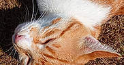 Pluplume participe au concours pour gagner de l'argent avec cette photo : cat, orange_cat, white_cat, sleeping, outdoor, grass, sunlight, whiskers, closeup, pet, feline, relaxed, fur, animal, nature, daylight, cute, mammal, peaceful, resting