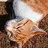 cat, orange_cat, white_cat, sleeping, outdoor, grass, sunlight, whiskers, closeup, pet, feline, relaxed, fur, animal, nature, daylight, cute, mammal, peaceful, resting