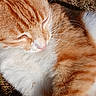 cat, ginger_cat, white_fur, close_up, sleeping, outdoor, sunlight, whiskers, peaceful, fur_texture, animal, pet, nature, relaxing, mammal, cute, feline, daylight, soft_fur, resting