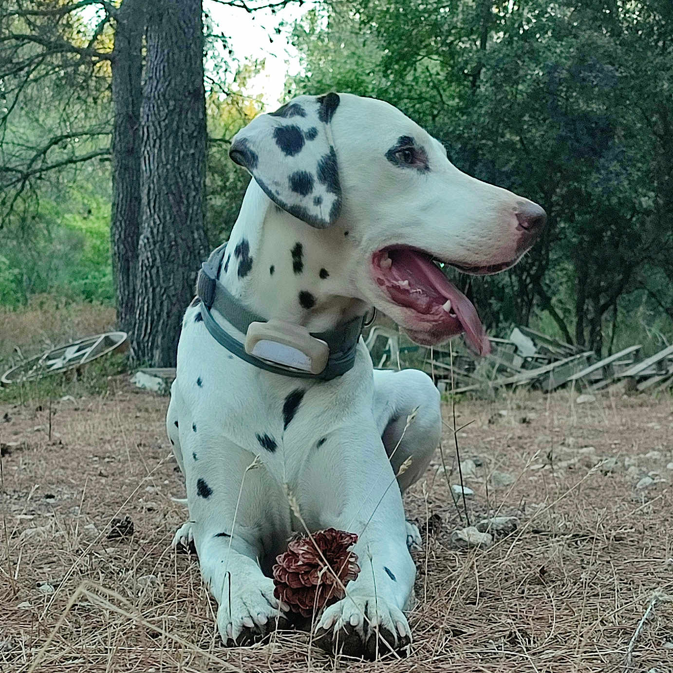 Totem