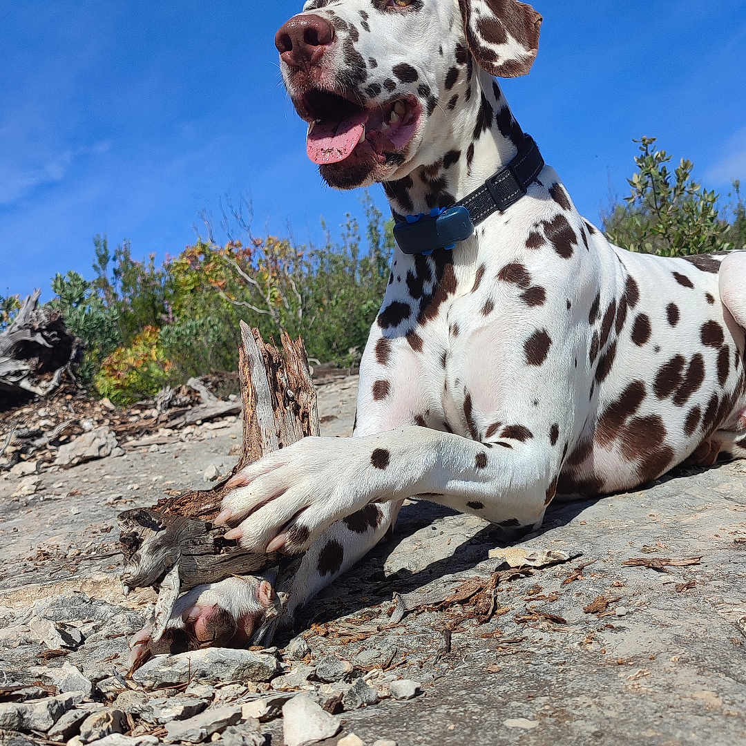 Tomahawk participe au concours pour gagner de l'argent avec cette photo : animal, bird, canine, dalmatian, dog, driftwood, hound, nature, outdoors, pet, pointer, puppy, rock, soil, whitedog, wilderness, wood