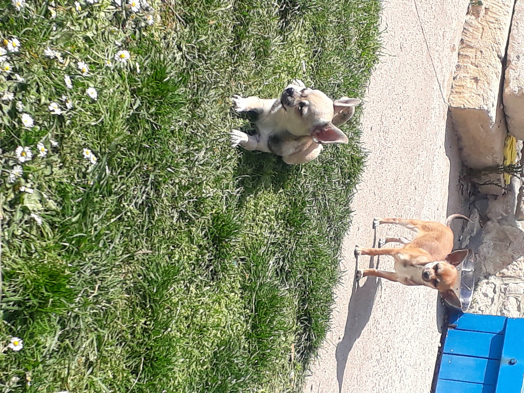 Cookies a rejoint le concours — aidez-le/la à gagner de superbes lots ! carnivore, companion_dog, dog, dog_breed, fawn, felidae, grass, grass_family, groundcover, herbaceous_plant, landscape, leisure, plant, recreation, shadow, shrub, sidewalk, tail, tree, yard