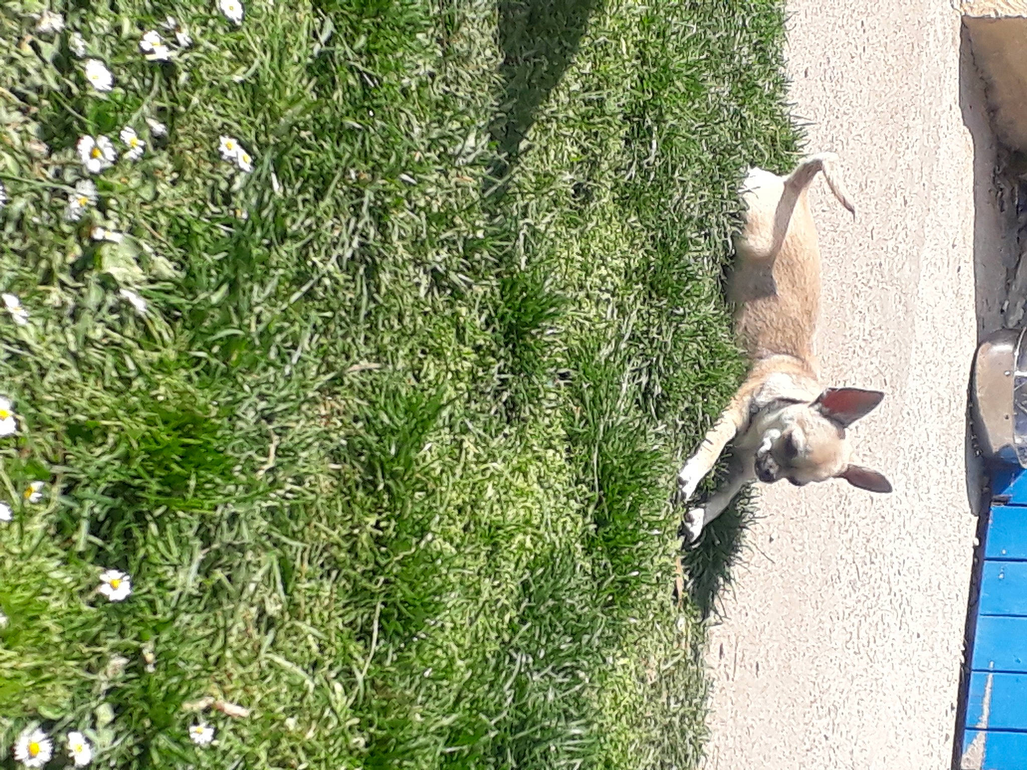 Cookies a rejoint le concours — aidez-le/la à gagner de superbes lots ! carnivore, dog, fawn, flower, flowering_plant, grass, grass_family, groundcover, herb, herbaceous_plant, landscape, leisure, people_in_nature, plant, shadow, shrub, soil, tail, tree, wood