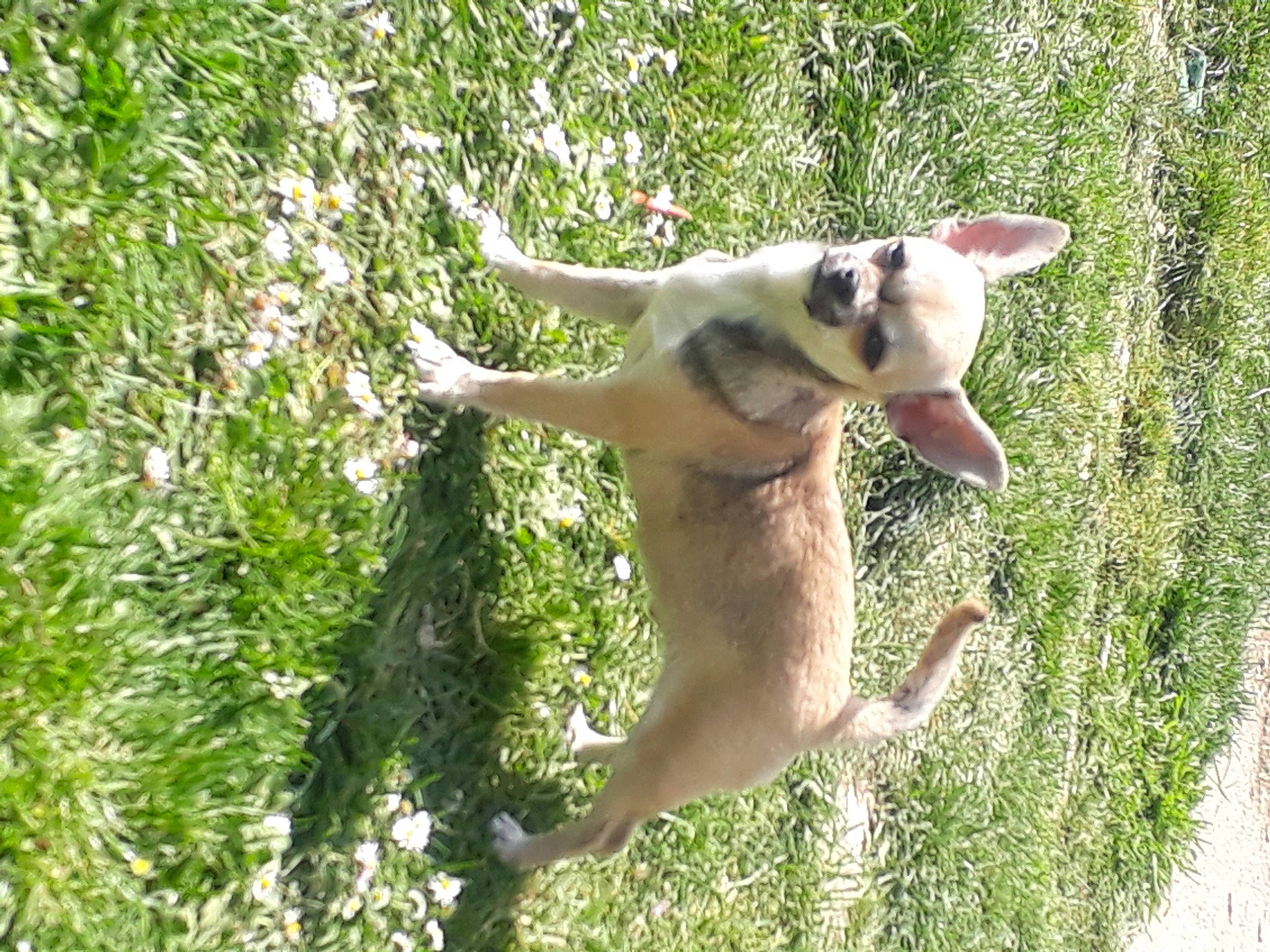 Cookies a rejoint le concours — aidez-le/la à gagner de superbes lots ! canidae, carnivore, companion_dog, dog, dog_breed, fawn, grass, hunting_dog, non_sporting_group, paw, plant, recreation, sporting_group, tail, terrestrial_animal, tree, wildlife, working_animal, working_dog