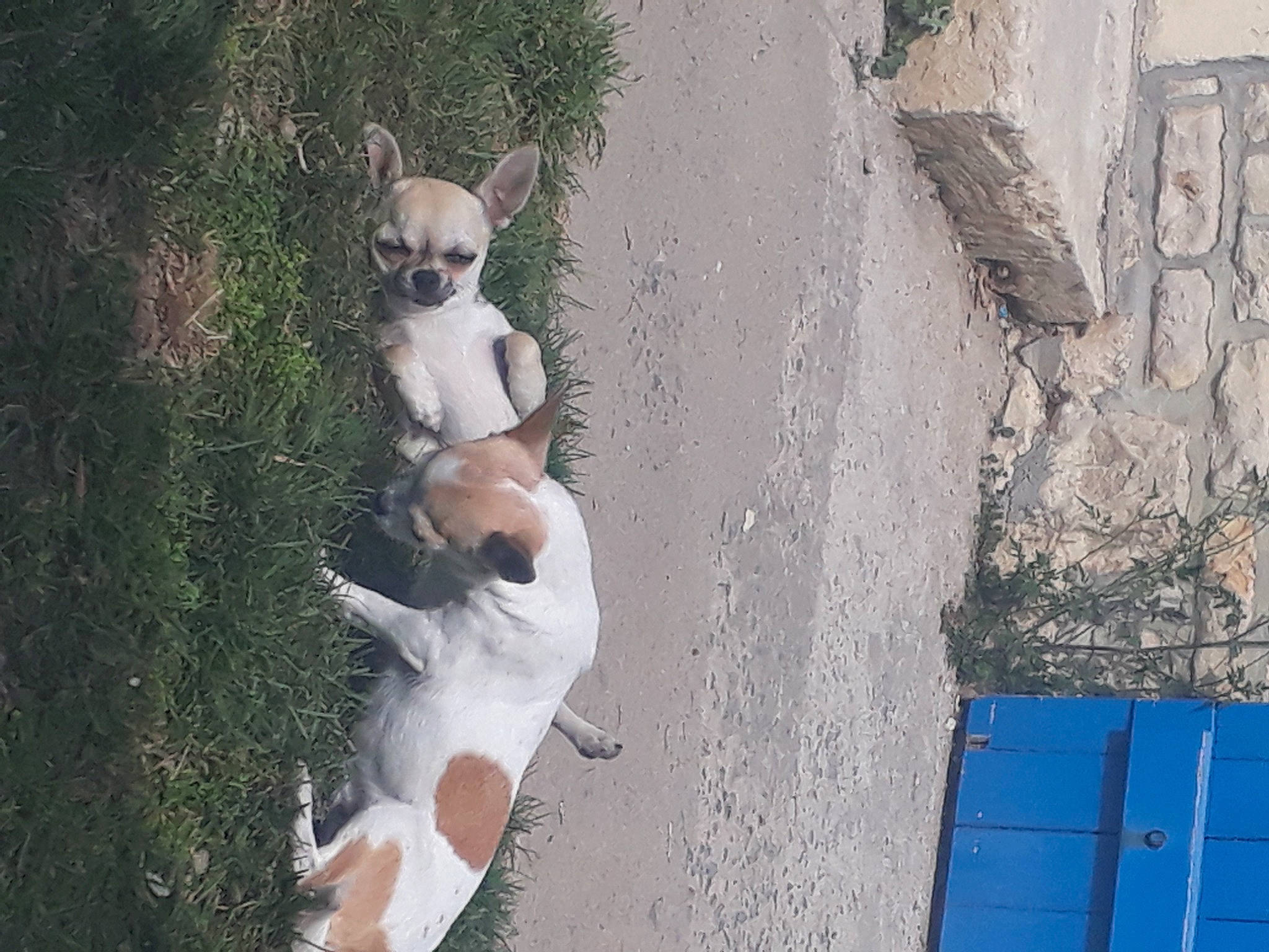 Cookies a rejoint le concours — aidez-le/la à gagner de superbes lots ! canidae, carnivore, companion_dog, dog, dog_breed, eyewear, fawn, fur, grey, plant, recreation, shadow, sitting, snout, sunglasses, tail, terrestrial_animal, whiskers, wildlife, wood